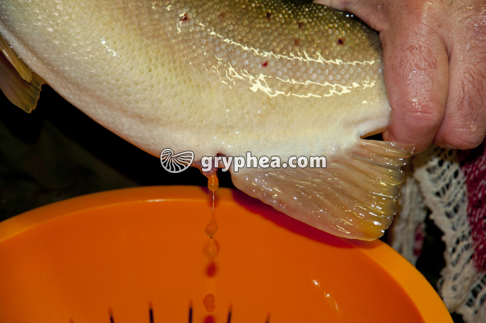 Truite - Ponte provoquée des ovules par une femelle - gryphea.com